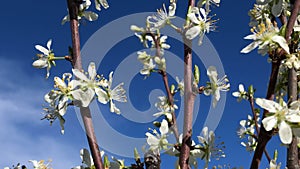 plum blossom in spring in Germany