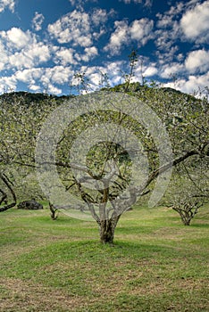 Plum blossom tree