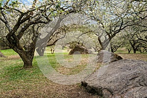 Plum blossom tree