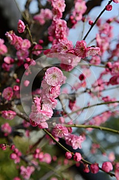 Plum blossom tree