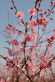 Plum blossom tree