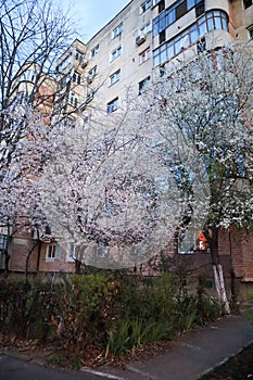 Plum blossom tree in front of a block of flats, Romania, South-Eastern Europe photo