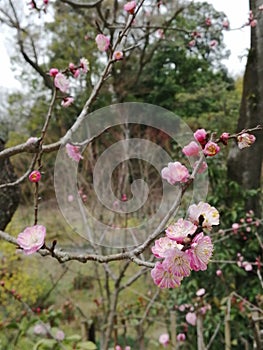 Plum blossom `Ume` at Fushimi Inari Taisha