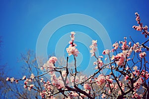 Plum blossom under blue sky