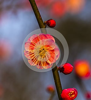 Plum Blossom West Lake Hangzhou Jiangsu China