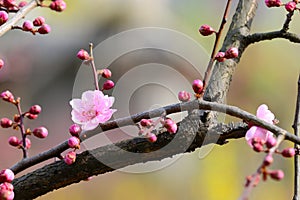 Plum blossom in winter