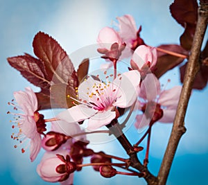 Plum blossoms