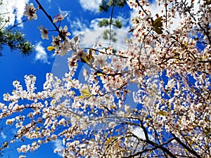 Plum Blossoms Against Spring Sky