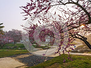 Plum blossoms bloom in spring in Wuhan East Lake Plum Garden