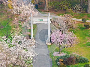 Plum blossoms bloom in spring in Wuhan East Lake Plum Garden