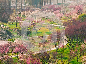 Plum blossoms bloom in spring in Wuhan East Lake Plum Garden