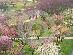 Plum blossoms bloom in spring in Wuhan East Lake Plum Garden