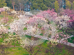 Plum blossoms bloom in spring in Wuhan East Lake Plum Garden