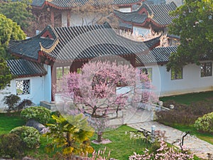 Plum blossoms bloom in spring in Wuhan East Lake Plum Garden