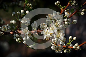 Plum Blossoms Blooming on Plum Tree Branch