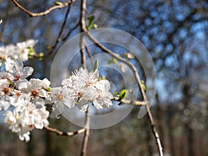 Plum blossoms hanging against the blue sky