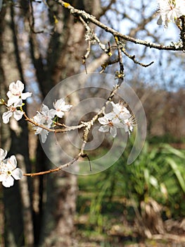 Plum blossoms hanging against the blue sky