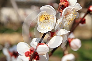 Plum blossoms in Kodokan, Mito, Ibaraki