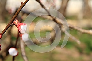 Plum blossoms in Kodokan, Mito, Ibaraki