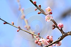 Plum blossoms in Kodokan, Mito, Ibaraki