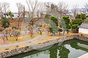 Plum blossoms in Nijo Castle flower garden. Kyoto, Japan.