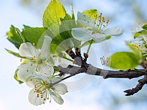 Plum blossoms and small spider