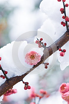 Plum blossoms in snow in East Lake Scenic Area, Wuhan, Hubei