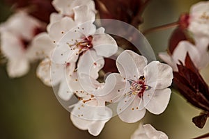 Plum blossoms in the spring