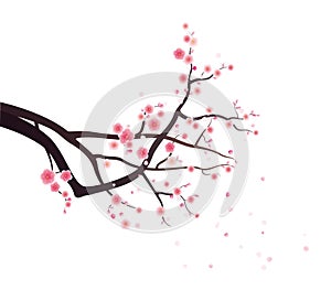 Plum blossoms on tree branch