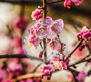Plum Blossoms West Lake Hangzhou Zhejiang China