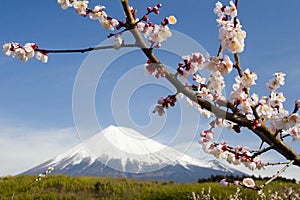 Plum Blossoms X