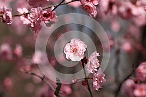 Plum blossomï¼ˆArmeniaca mume Sieb.ï¼‰