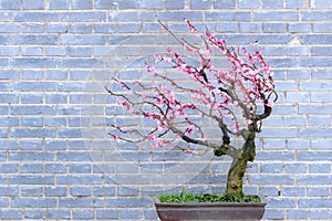 Plum bonsai