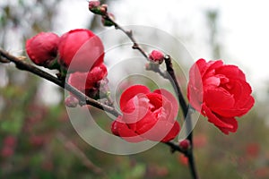 Plum bossom flower in blooming photo