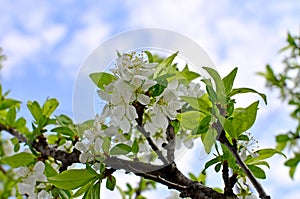 The plum branch in flowers blossoms in the spring against the background of clouds and the blue sky