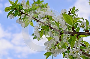 The plum branch in flowers blossoms in the spring against the background of clouds and the blue sky