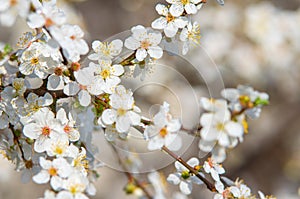 Plum branch with flowers on a sunny day