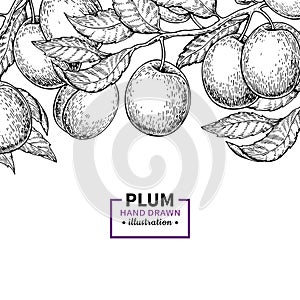 Plum branch vintage border. Hand drawn isolated fruit frame. Su