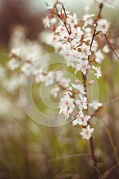 Plum branch with white flowers