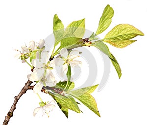 Plum branch with white flowers