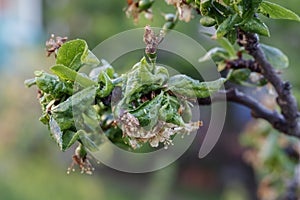 Plum Branch With Wrinkled Leaves Affected by Disease