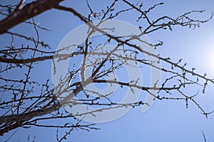 Plum branches with buds against a blue clear sky. Spring has come. The sun`s rays warm the trees