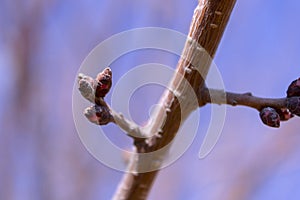 Plum branches with buds against a blue clear sky. Spring has come. The sun`s rays warm the trees