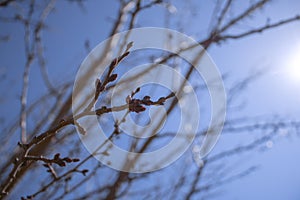 Plum branches with buds against a blue clear sky. Spring has come. The sun`s rays warm the trees