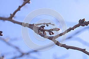 Plum branches with buds against a blue clear sky. Spring has come. The sun`s rays warm the trees