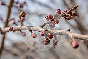 Plum branches with buds against a blue clear sky. Spring has come. The sun`s rays warm the trees