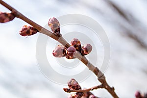 Plum branches with buds against a blue clear sky. Spring has come. The sun`s rays warm the trees