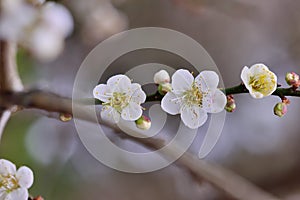 Plum flower.