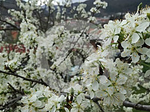 Plum flower