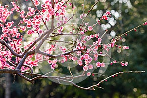 The plum flower blooming